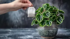 Çay Poşeti Toprağı Geliştirir mi? Hangi Bitkiler İçin Gerçekten Faydalı Olduğunu İnceliyoruz