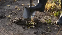 Kışı Beklerken Bahçeyi Kazmak Gerekir mi? Profesyonel Ziraatçılardan Kesin Yanıt