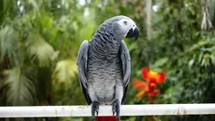 Kendini İnsan Sanan Devasa Evcil Jako Papağanı