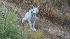 Tarihte İlk Kez Kamerayla Yakalanan Beyaz İber Vaşağı ve Bu Durumun Anlamı