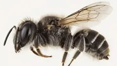 “Lucifer”: Bilim İnsanları Küçük “Şeytani Boynuzlara” Sahip Yeni Bir Arı Türü Keşfetti