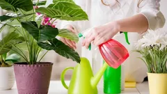 Aşırı Sulamadan Kaçınmanın Yolları ve Evde Saksı Bitkilerinizi Korumak İçin Rehber